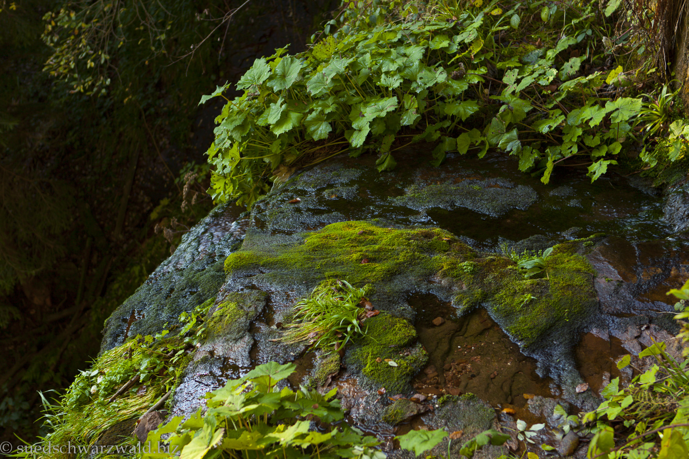 Mit Moos bedeckte Kaskade des Sankenbach-Wasserfalls