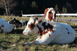 Rinder bei der Kälbelescheuer