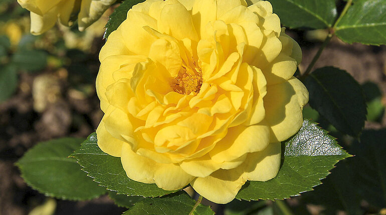 Rosensorte Yellow Meilove