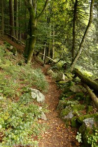 Murgtalpfad oberhalb Hottingen