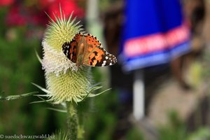 Schmetterling beim Gasthaus Heiligenbrunnen