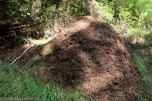 Ameisenhaufen im Steinatal