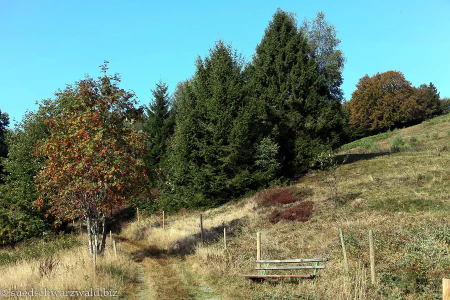 Wanderung von Schönau auf den Belchen