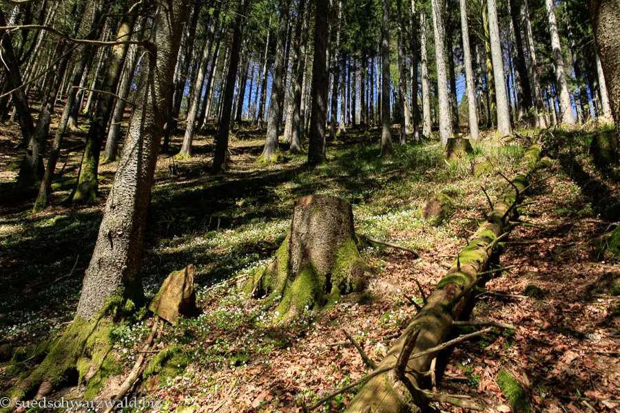 Wald In der Guten