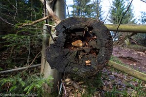 schwebender Baum beim Teufelsloch