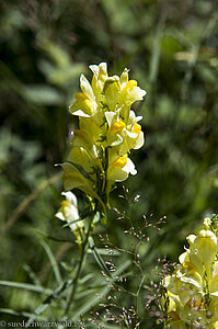 Gewöhnliches Leinkraut, Linaria vulgaris