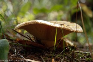 Fichtenreizker (Lactarius deterrimus)