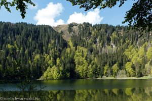 Blick über den Feldsee zum Seebuckwald