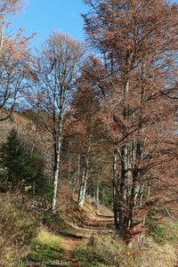 herbstlicher Wanderweg im Kleinen Wiesental