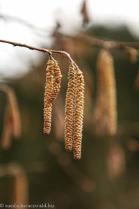 Männliche Haselblüte