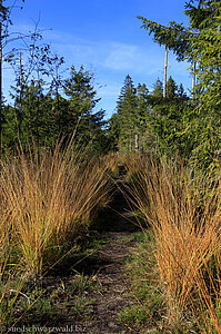 Baiersbronner Seensteig nahe dem Tonbachtal