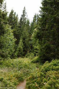 Westweg zwischen Feldsee und Feldberg