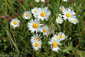 Margerite, Wiesen-Wucherblume (Chrysanthemum leucanthemum)