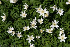 Winddornröschen (Anemone nemorosa)