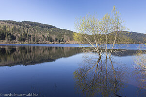 Weiden im Schwarzenbach Stausee