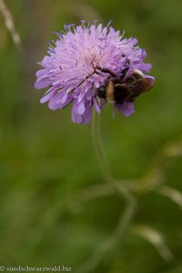 Skabiosa mit Hummel