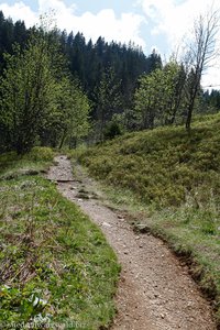 Abschnitt auf dem Feldbergsteig