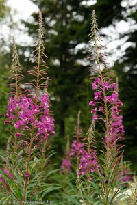 Schmalblättriges Feuerkraut (Chamerion angustifolium)