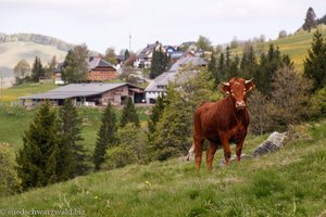 Hinterwälder Rinder sind meist friedlich.