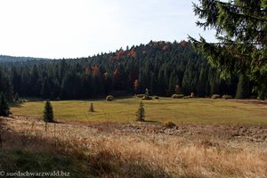 Hochmoor nahe der Schwarzen Säge beim Krai-Woog-Gumpen