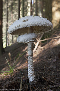 Der Parasol wird auch Sonnenschirm genannt.