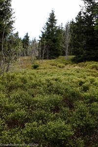 Zwergsträucher auf der Westseite vom Feldberg