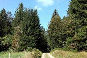 Witschafts- und Wanderweg auf der Oberen Stuhlsebene