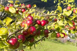 Streuobst im Murgtal