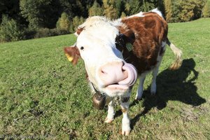 neugieriges Hinterwälder-Rind in Triberg