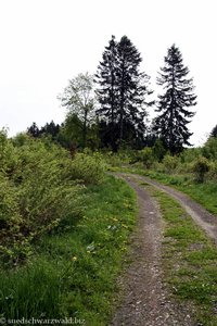 Lichtung mit Borkenkäferfallen