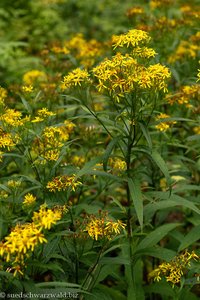 Echte Goldrute (Solidago virgaurea)