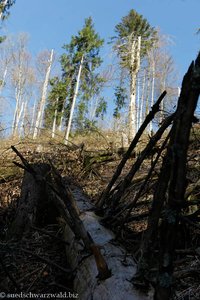 abgestorbener Fichtenhorst im Bannwald Wehratal