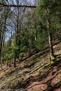 Bäume auf dem Wanderweg unterhalb vom Balzer Herrgott