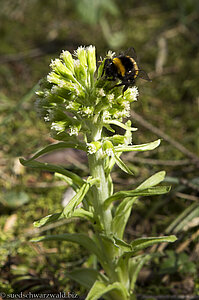 Hummel auf Weißer Pestwurz