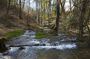 Schluchtensteig | Nebenbach der Wutach