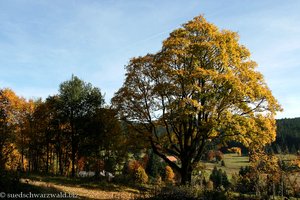 Herbstlandschaft bei Lindau