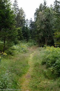 Wanderweg zum Nonnenmattweiher