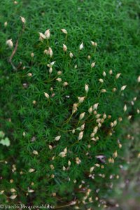 Katharinenmoos (Atrichum angustatum)