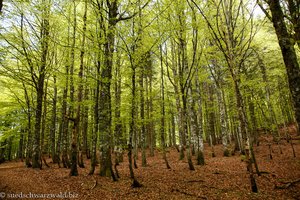 Buchenwald im Schwarzwald