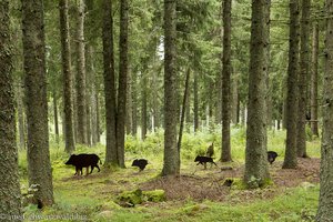 Rotte Wildschweine auf dem Pirschpfad des Jägersteigs