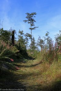 Wanderweg zum Silberberg