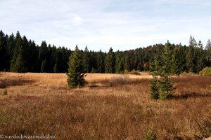 Hochmoor bei der Marksteinbrücke