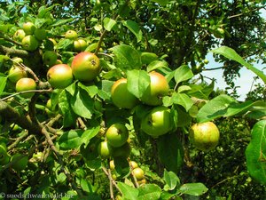 Apfelbaum im Eschbacher Tal | Chäppeleweg Waldshut-Tiengen