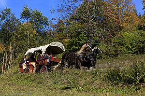 Kutschfahrt bei Tonbach