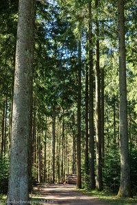 Wanderweg durch den bewaldeten Langengrund