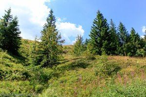 Aufstieg zum Höchsten im Schwarzwald