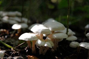 Violettlicher Schwindling (Marasmius wynnei)