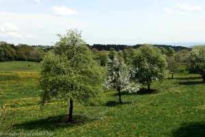 Obstwiese im Südschwarzwald