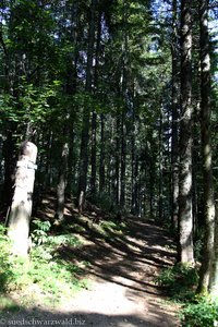 Waldstück oberhalb der Stuhlsebene