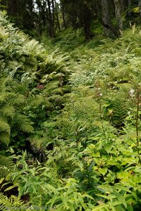 Farne und Hochstauden säumen den Felsenweg am Feldberg